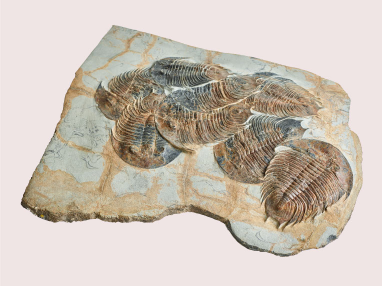 Trilobit Raksasa B